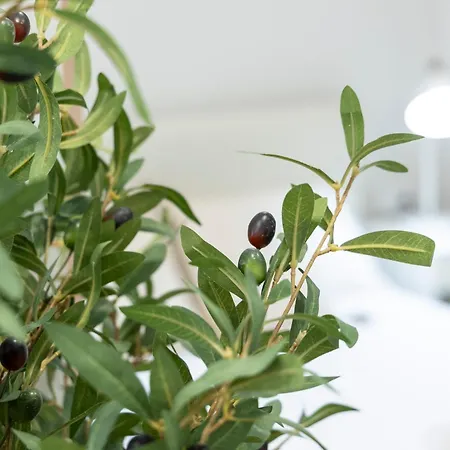 Favara B By Concept Flats * Valence